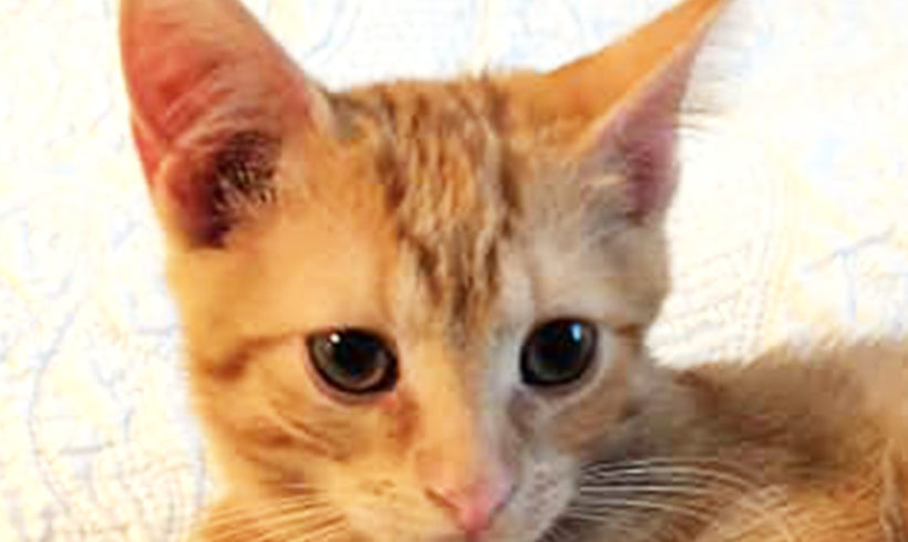 Cataldo