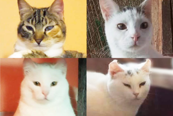 Corra, Corry, Hanny a Zelka