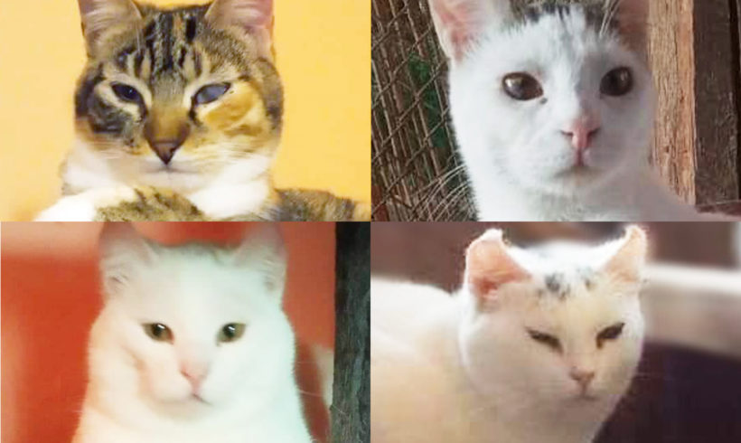Corra, Corry, Hanny a Zelka