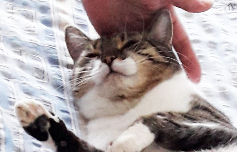 Penelope