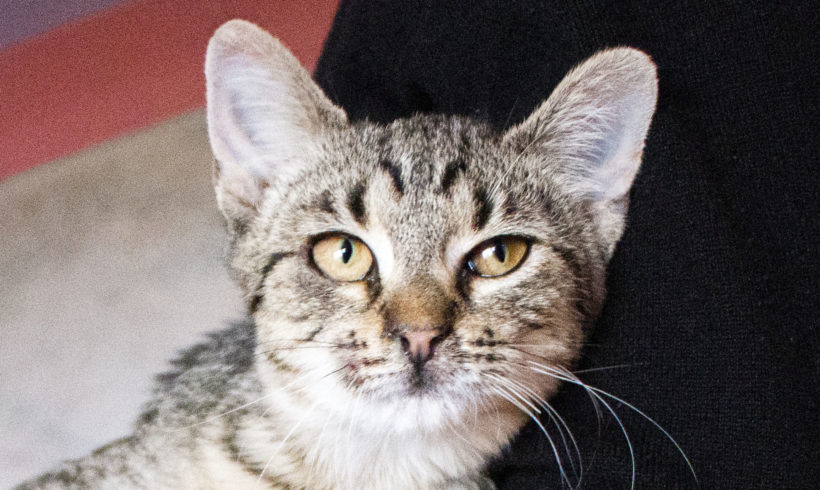 Ambrosius