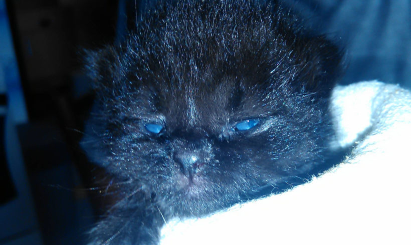 Lékořička
