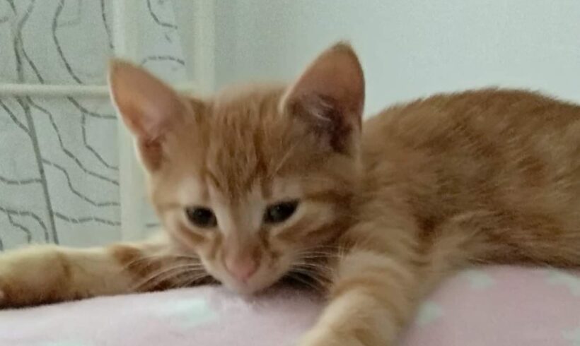 Joe