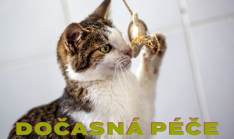 ❗️❗️❗️Hledáme nové dočasné péče ❗️❗️❗️ ❗️❗️❗️Hledáme nové dočasné péče ❗️❗️❗️