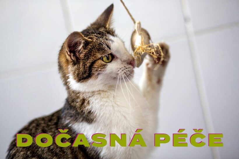❗️❗️❗️Hledáme nové dočasné péče ❗️❗️❗️
