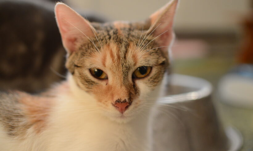 Oli