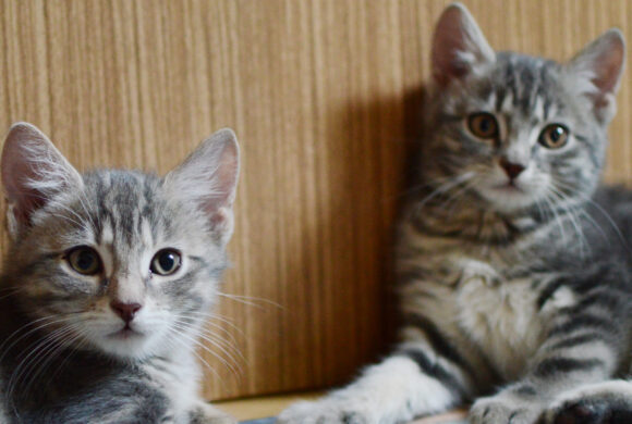 Skleněnka a Stříbřík