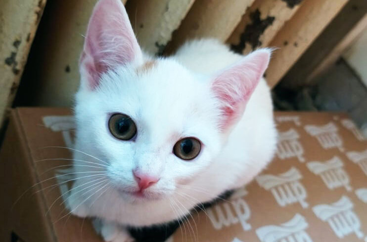 Gadžitka