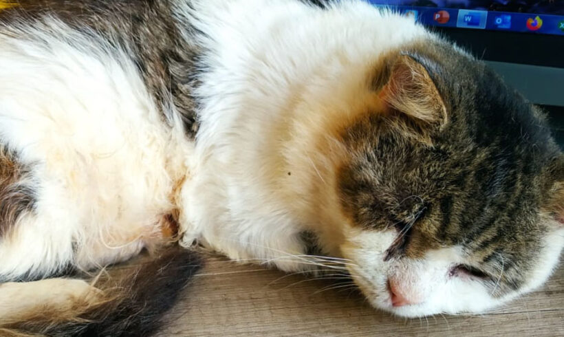 Leo