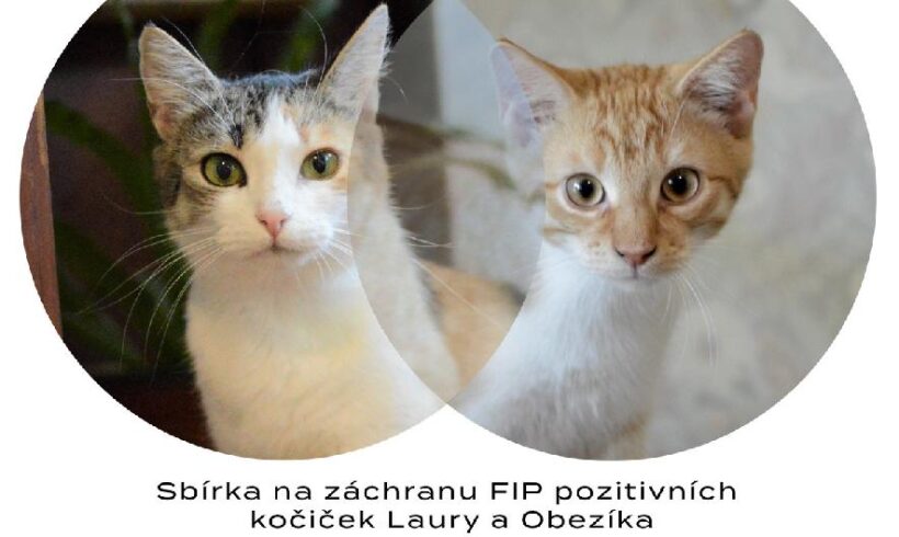 Sbírka na záchranu kočičky Laury a jejího chlapečka Obezíka