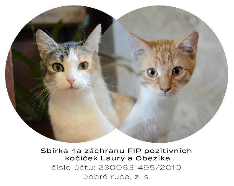 Sbírka na záchranu kočičky Laury a jejího chlapečka Obezíka
