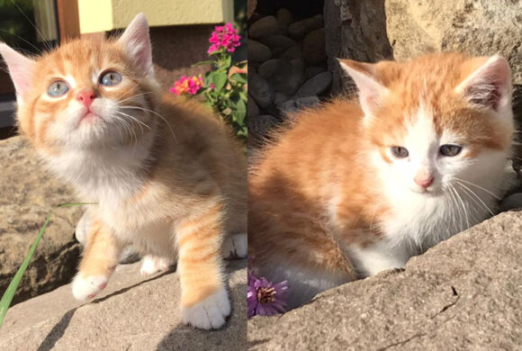 Little Guy a Little One