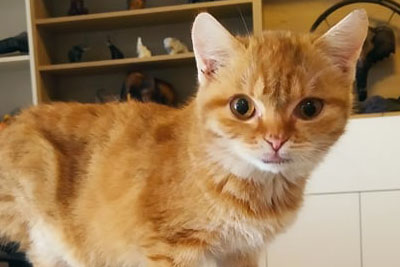 Pan Božský – Bandi