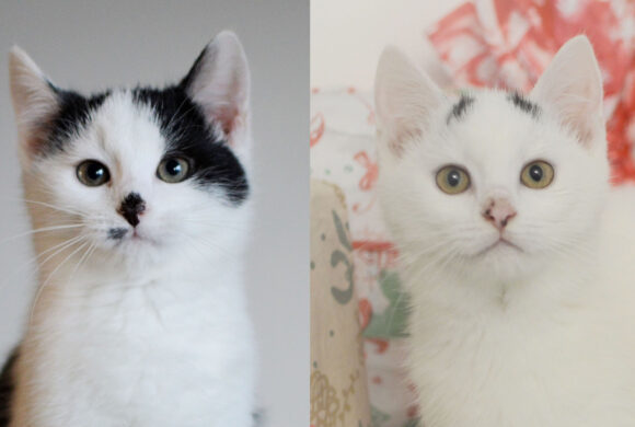 Inkoustík Gustík a Kozorůženka