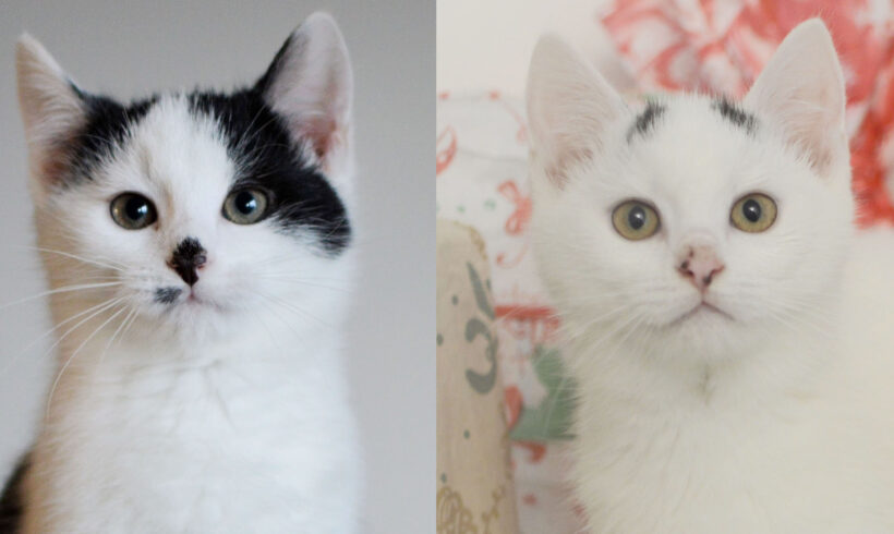 Inkoustík Gustík a Kozorůženka