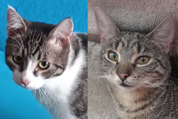 Kubíček a Honzíček