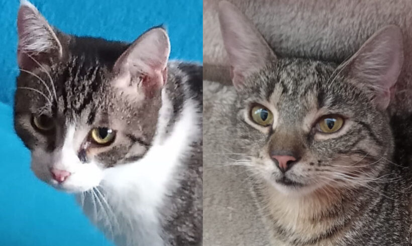 Kubíček a Honzíček