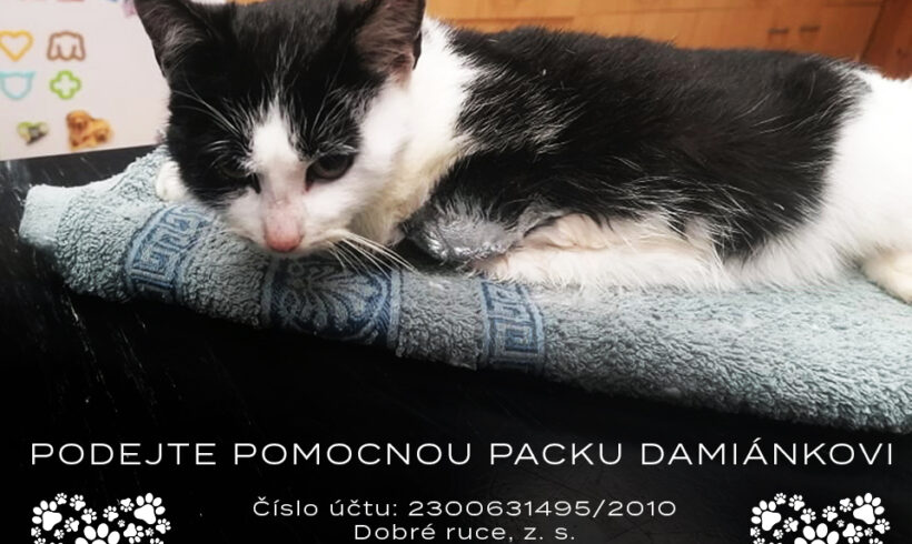 PODEJTE POMOCNOU PACKU DAMIÁNKOVI 🐈❤️🐾
