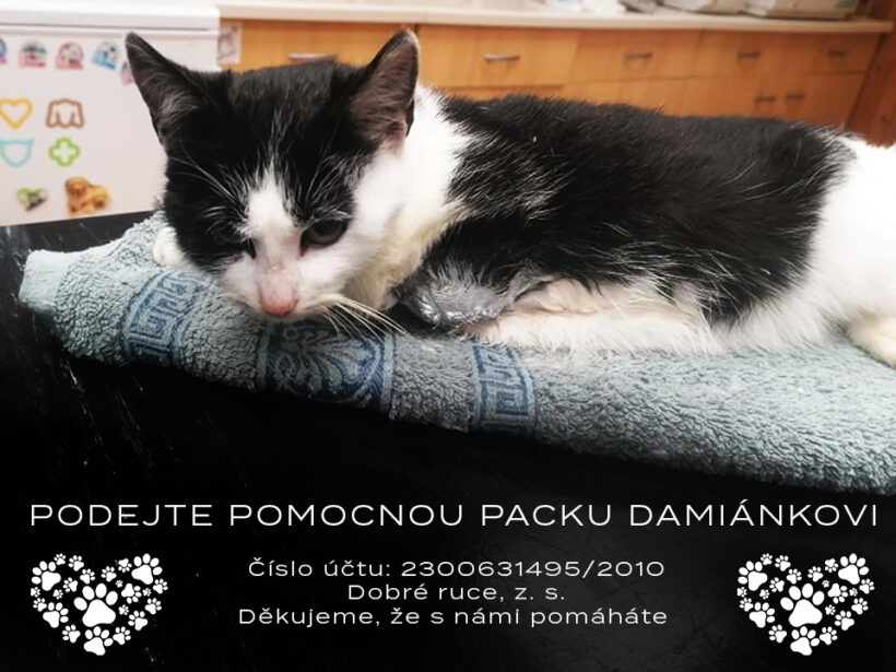 PODEJTE POMOCNOU PACKU DAMIÁNKOVI 🐈❤️🐾