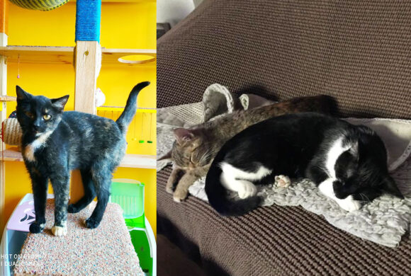 Maxík, Vrňa a Želvinka