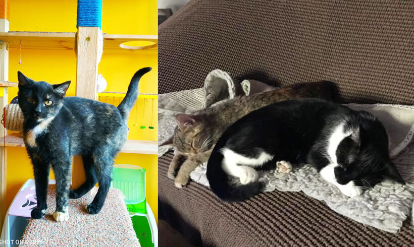 Maxík, Vrňa a Želvinka