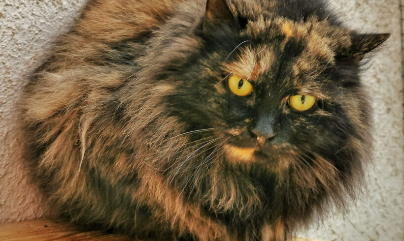 Huňatka