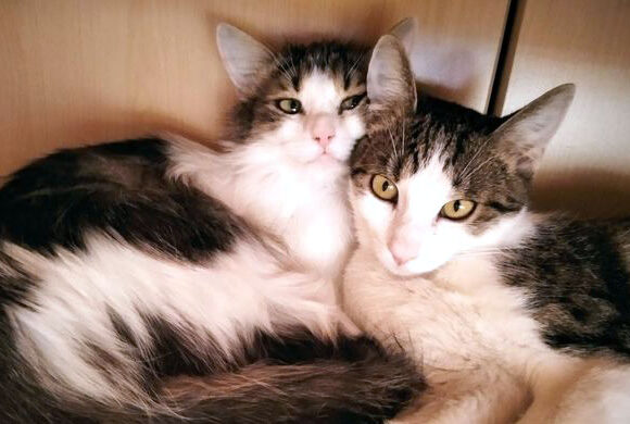 Lasička Nessie a Noel