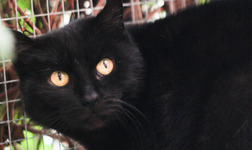 Onyx
