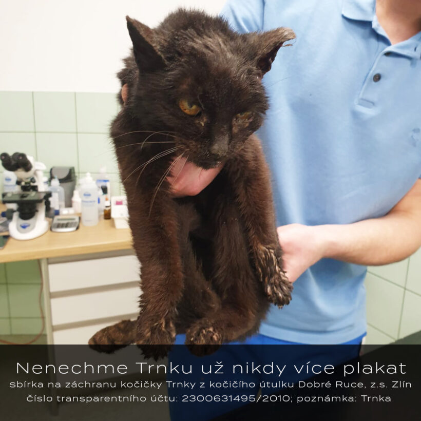 🙏🏻 Nenechme Trnku už nikdy více plakat! – Sbírka na záchranu kočičky Trnky 🐈❤️