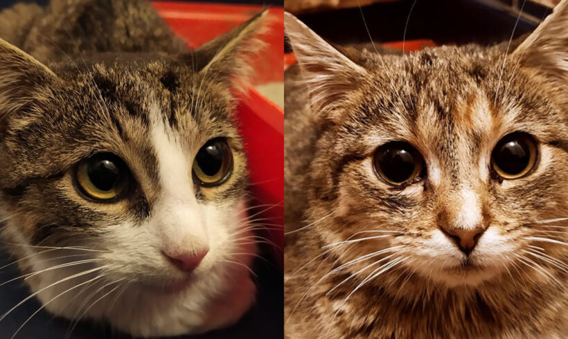 Finn a Eli