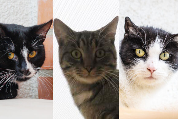 Divine, Ivine a Vine