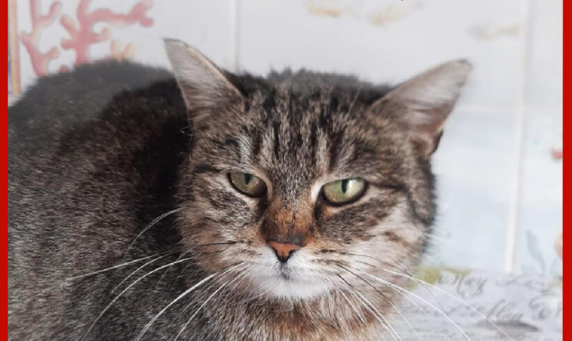 BOJUJEME O ŽIVOT KOČIČKY ZITY 🐈❤️