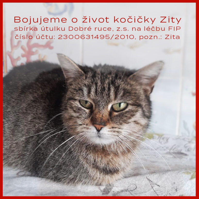 BOJUJEME O ŽIVOT KOČIČKY ZITY 🐈❤️