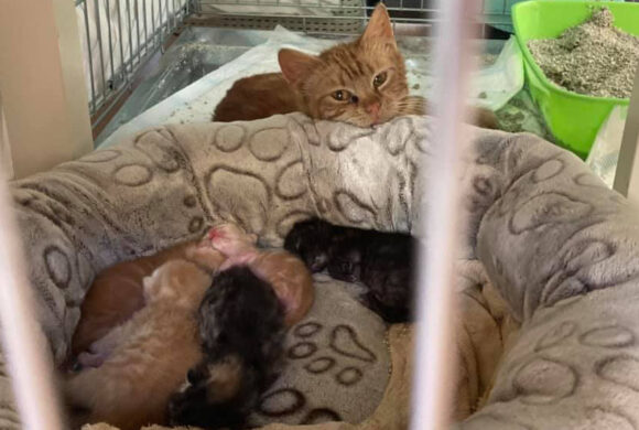 Sky a její děti Iči, Skreči, Glum, Miňonka a Star