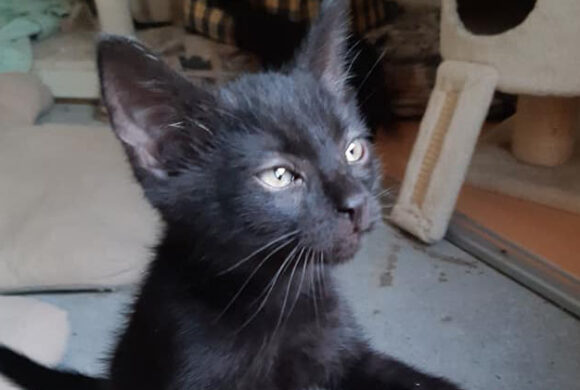 Blinky