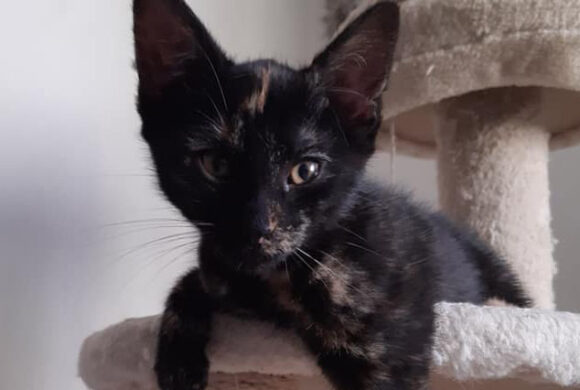 Kiki